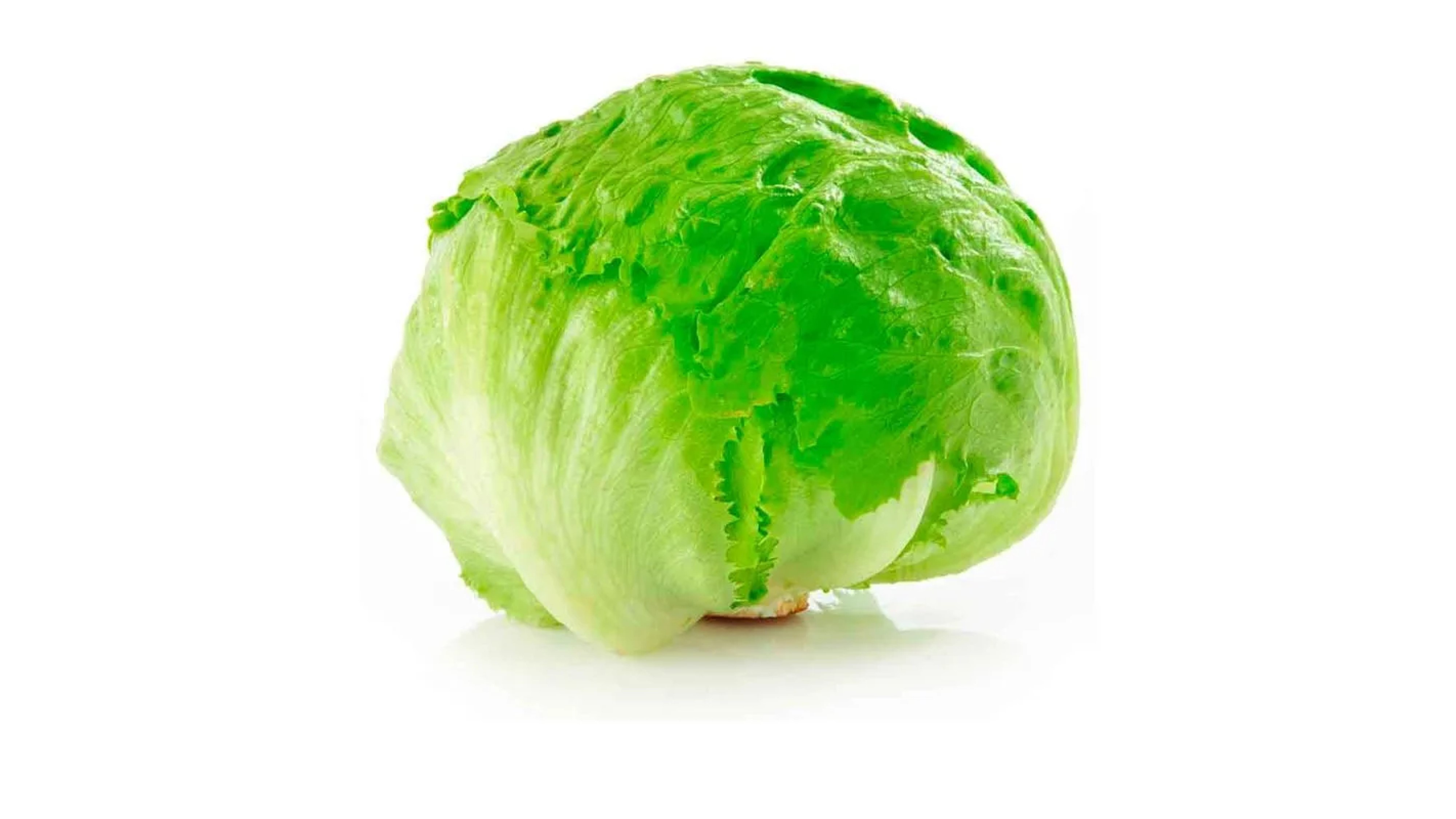 Lechuga